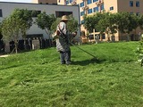 绿化养护 绿化种植